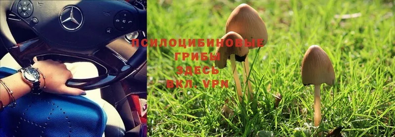 Псилоцибиновые грибы MAGIC MUSHROOMS  хочу наркоту  Цоци-Юрт 